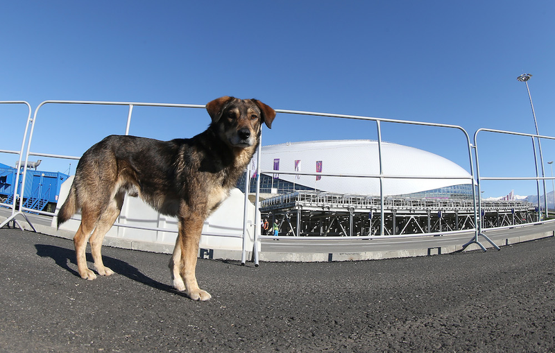 Illustration for article titled The Dogs Of Sochi